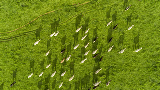 Desmatamento e pecuária colocaram o Brasil na lista dos países mais poluentes. (Fonte: Shutterstock/Reprodução)