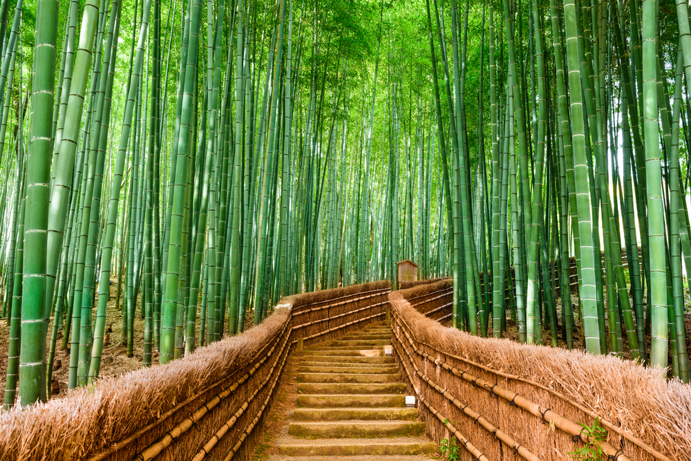 Caminho da Sagano Bamboo Forest em Quioto. (Fonte: Shutterstock/Reprodução)