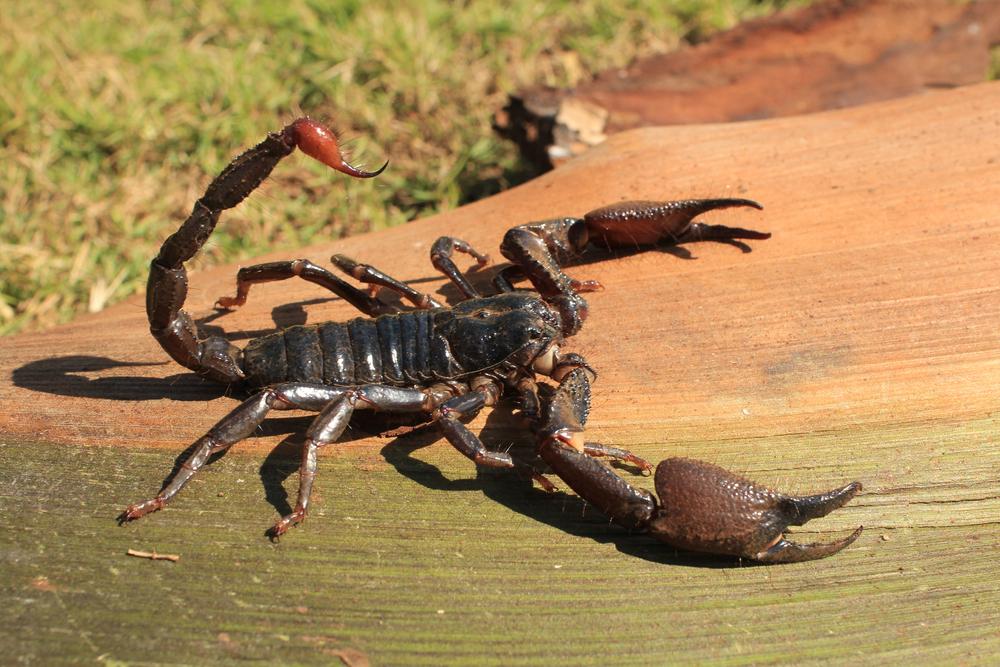Animais peçonhentos, como escorpiões, são considerados pragas urbanas. (Fonte: Shutterstock/Reprodução)