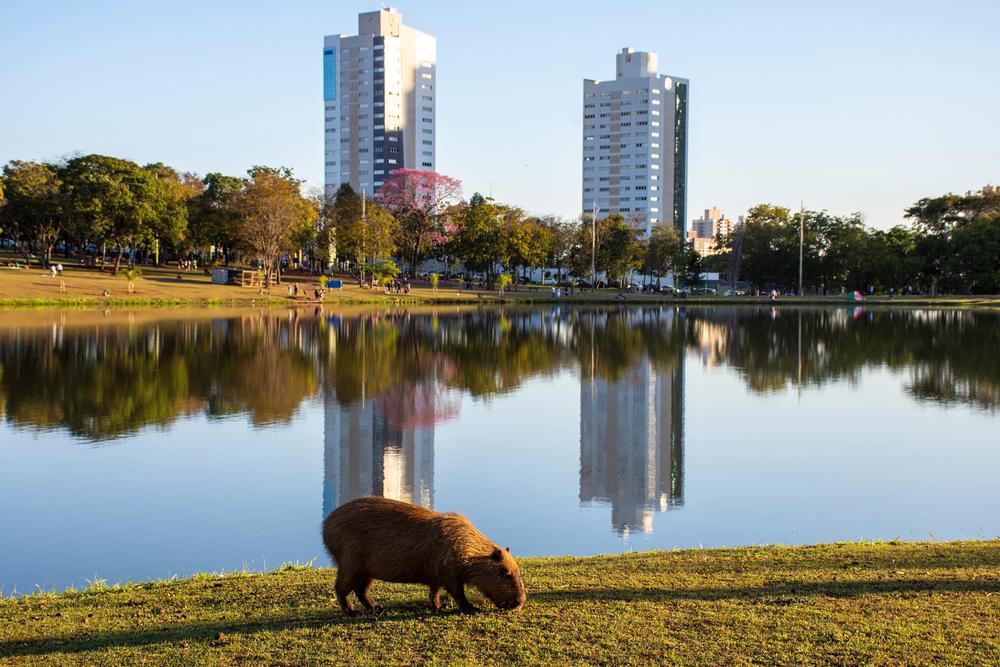 Capivaras podem ser encontradas em diversas cidades brasileiras. (Fonte: Shutterstock/Reprodução)