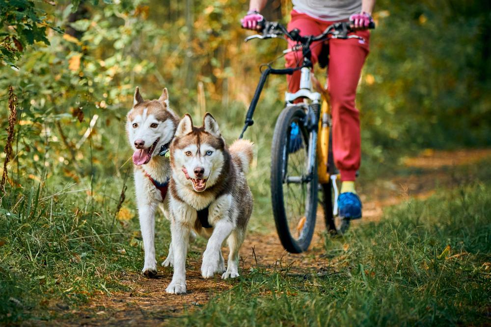 Cuidados com a saúde do animal devem ser tomados na hora de levar seu pet para passear com a bike. (Fonte: Shutterstock/Reprodução)