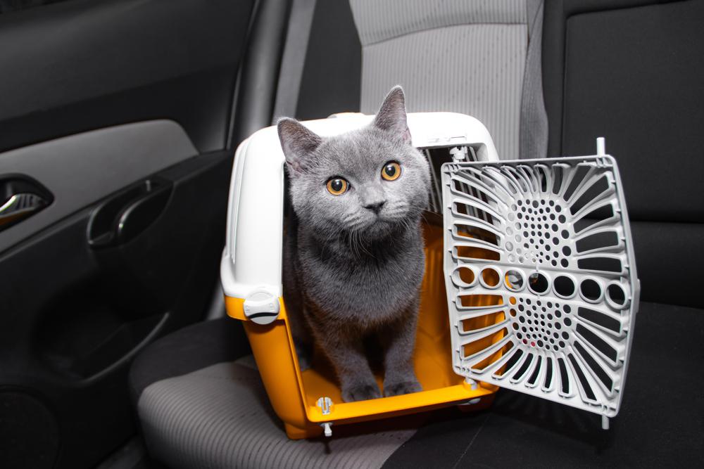 Gatos devem ser levados, preferencialmente, em caixas de trasnporte. (Fonte: Shutterstock/Reprodução)